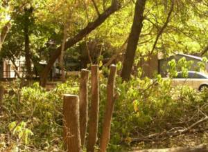 Trees being cut in central Yerevan