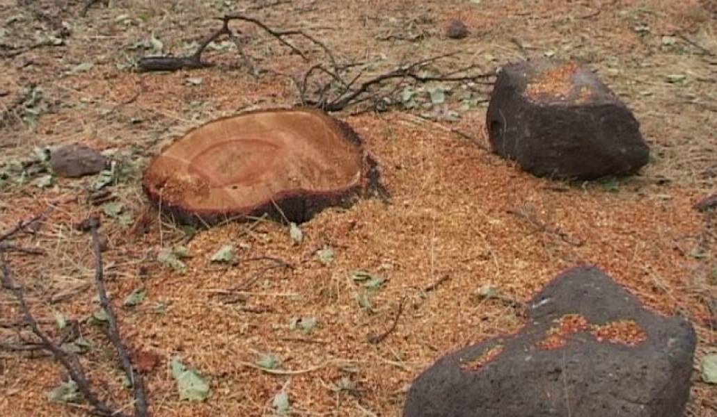 877b3dd55c576001f0bba69741f27ffa