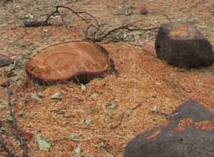 Eliminating the fruit garden