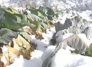 Spayka turned cabbage into cattle feed