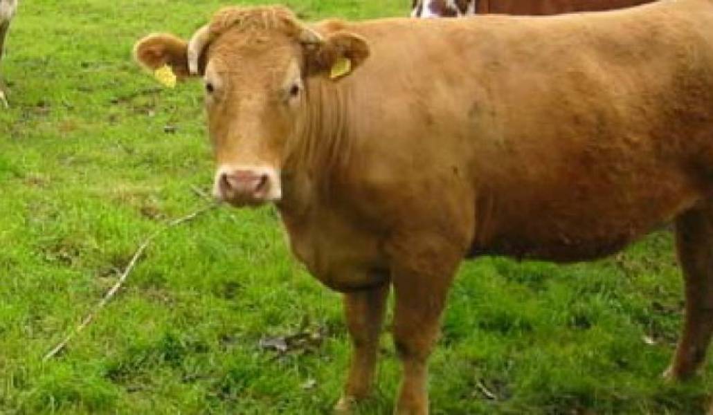 fe6a3d107f17536ba43849ff8fe4cb2a