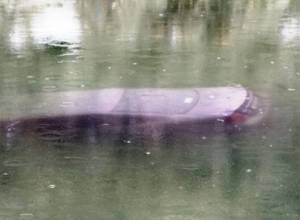 Body found in Aghi Lich