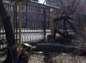 Municipality asserts: Tree felling in Ajapnyak illegal