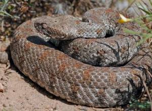 Two bitten by blunt-nosed viper in Armenia