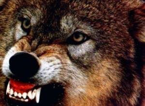 Wolves attack village in Armenia