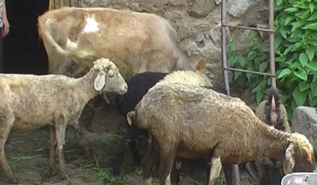 13e4c214657613c4d59a321b403bb443