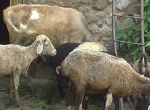 Wolves enter village, kill sheep