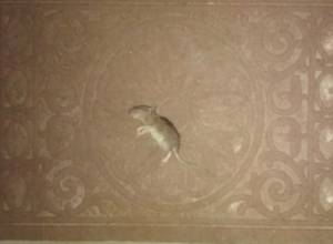 Dead rat against human rights activist