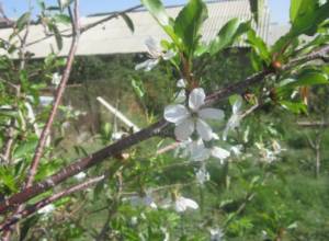Trees in blossom again
