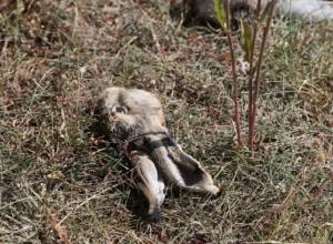 Illegal hunting place found