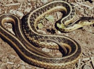 Snake found in yard in Vardenis city