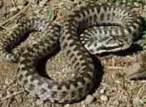 Snake found in Kotayk province