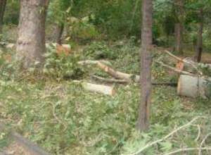 Trees uprooted in Davtashen community
