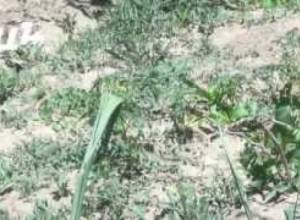 Այգեստանի այգիները չորացել են