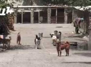 Թափառող շների  հաշվառման տվյալներ չկան, նրանք  զանգվածաբար սպանվել են