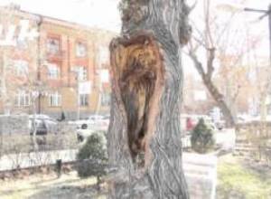 Ծառերը հատվել են սրճարանի տնօրենի որոշմամբ