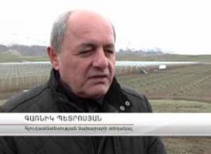 Էտ անող եվրոպացիները ծառերին չհասան