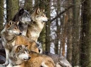 Կառավարությունն ընդդեմ գայլերի