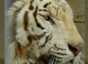 White tiger dies at Yerevan Zoo