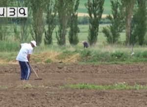 Գյուղատնտեսական սեզոնային ժամանակավոր աշխատանք իրականացնողները չեն զրկվի նպաստից