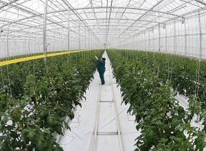 Գյուղատնտեսության ոլորտում մի շարք ցուցանիշներ կրկնապատկվել են