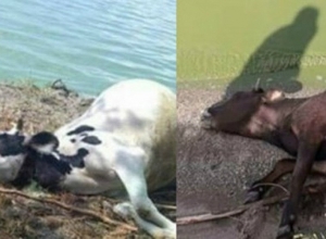 Есть случаи вздутия и в Мартуни: О падении коров