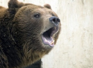 В Вайоцдзорской области медведь нанес ущерб