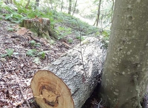 Некоторые люди постоянно хотят пользоваться за счет леса: Директор Иджеванского лесничества