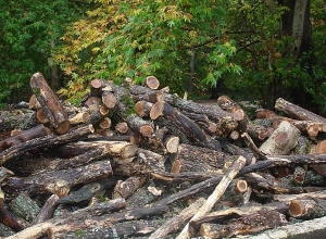 Нужно ли смягчить борьбу с вырубкой деревьев: Результаты опроса “А1+”