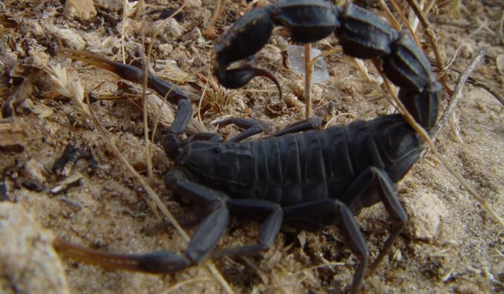 67560546_2382015408706241_2870787571217072128_n