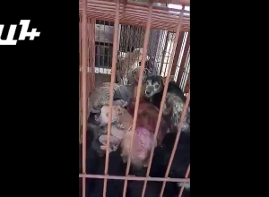 Քանաքեռում վարակակիր շներ են հայտնաբերվել