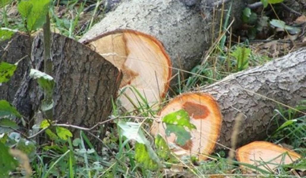 Ծառահատում