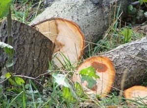 Շուռնուխ գյուղի Կատարի տարածքում ապօրինի ծառահատում է արել․ Ոստիկանություն