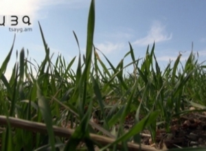 Շիրակի մարզում աշնանացան սերմացուի խնդիր կա