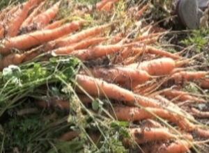 Why didn't residents collect carrots in Mantash community?