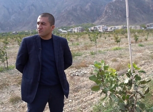 Պիստակի և կիվիի այգիներ Սյունիքի մարզում