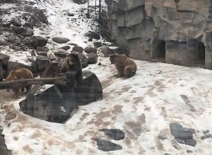 Կենդանաբանական այգում հայտարարված է կարանտին