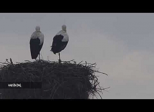 Աշխատանքի չի գնացել, բայց գումար է ստացել