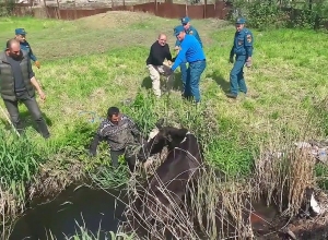 Փրկարարները խոշոր եղջերավոր անասունին դուրս են բերել ջրանցքից