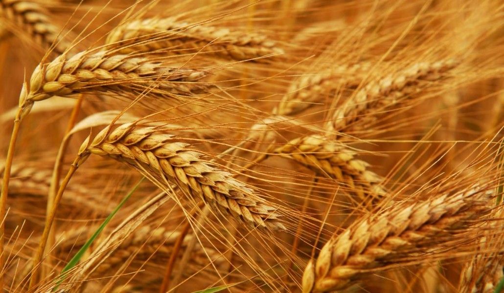 2016_Wheat_1_459391652