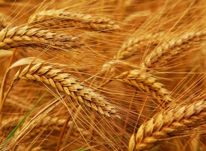 Քննարկվում է սուբսիդավորված կարգով ցորենի սերմացու տրամադրելու հարցը