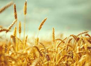 Не возлагают надежд на урожай пшеницы и картофеля: посеяли без удобрений