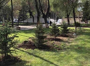 Серебристые ели в административном районе Кентрон: фотографии