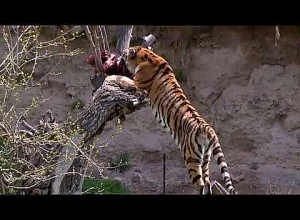 Կենդանաբանական այգին ՝ մայիսի 1-ին