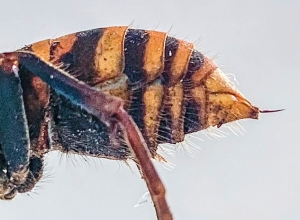 Смертельный укус «смертоносного трутня», найденного в Соединенных Штатах