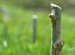 Как сажают ивовые саженцы?