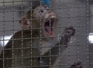 Թաիլանդում կապիկներին ներարկում են կորոնավիրուսի դեմ փորձնական պատվաստանյութեր