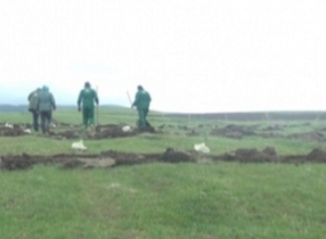 Посадка многочисленных деревьев в Арпи