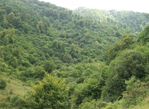 Рассчитан ущерб, нанесенный окружающей среде, на сумму 7.073.500 драмов