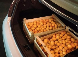 Հայկական ծիրանն ու արտահանման խնդիրները. ՈՒՂԻՂ